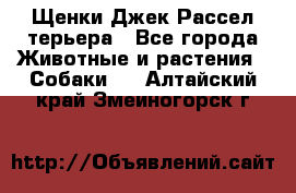 Щенки Джек Рассел терьера - Все города Животные и растения » Собаки   . Алтайский край,Змеиногорск г.